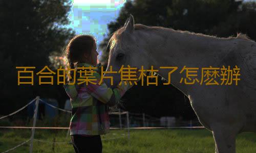 百合的葉片焦枯了怎麽辦？