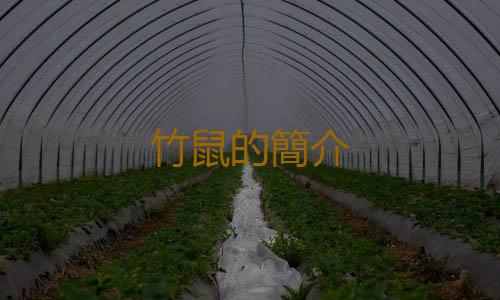 竹鼠的簡介