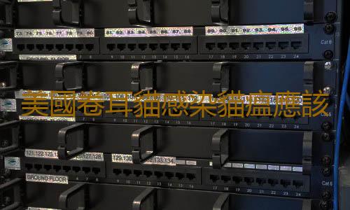 美國卷耳貓感染貓瘟應該如何治療