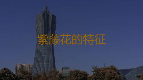 紫藤花的特征