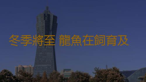 冬季將至 龍魚在飼育及疾病預防需注意什麽
