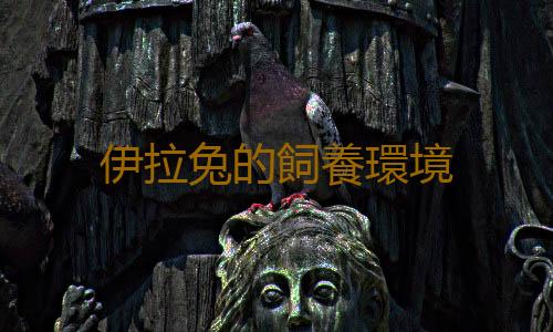 伊拉兔的飼養環境