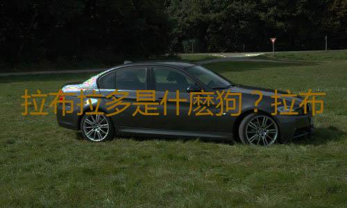 拉布拉多是什麽狗？拉布拉多犬如何喂養？