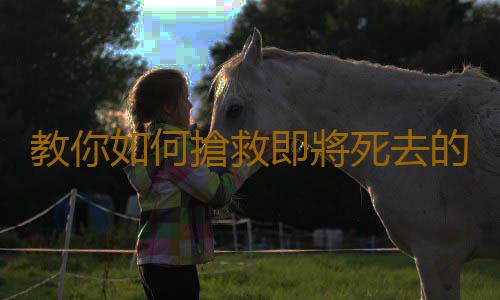 教你如何搶救即將死去的盆栽