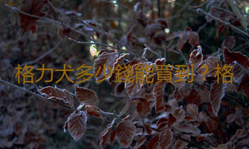 格力犬多少錢能買到？格力犬如何喂養？