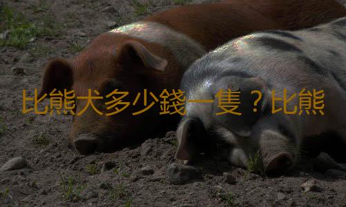 比熊犬多少錢一隻？比熊犬如何喂養？