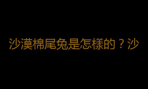 沙漠棉尾兔是怎樣的？沙漠棉尾兔的簡介