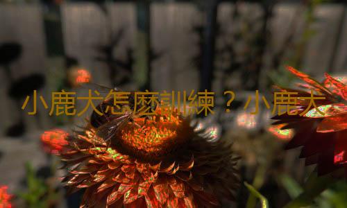 小鹿犬怎麽訓練？小鹿犬多少錢一條？