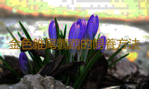 金色錐尾鸚鵡的飼養方法 金色錐尾鸚鵡的價格