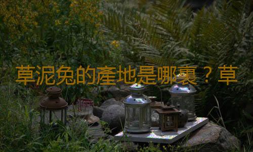 草泥兔的產地是哪裏？草泥兔多少錢可以買到？