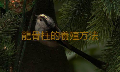 龍骨柱的養殖方法